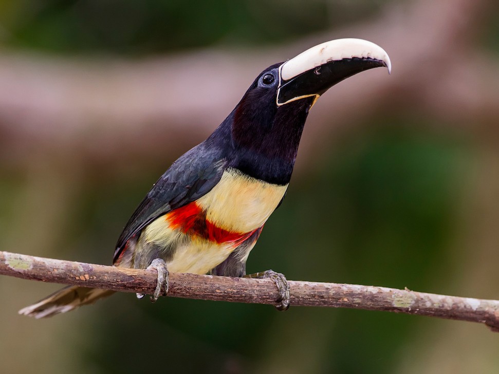 Sun Conure