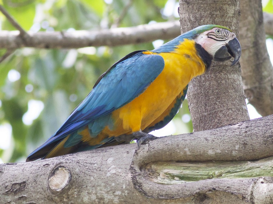 Blue & Yellow macaw