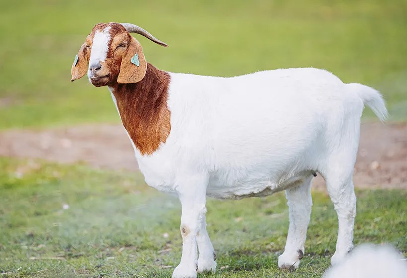 Boer goats