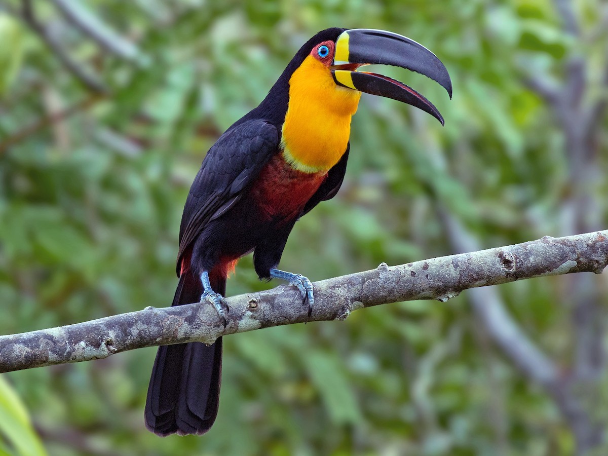 Channel Bill Toucan