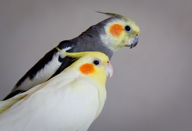 Mixed Cockatiels