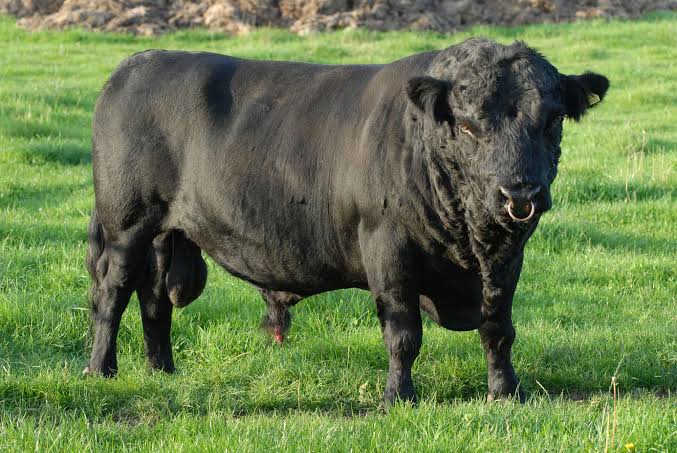 Dexter Cattle
