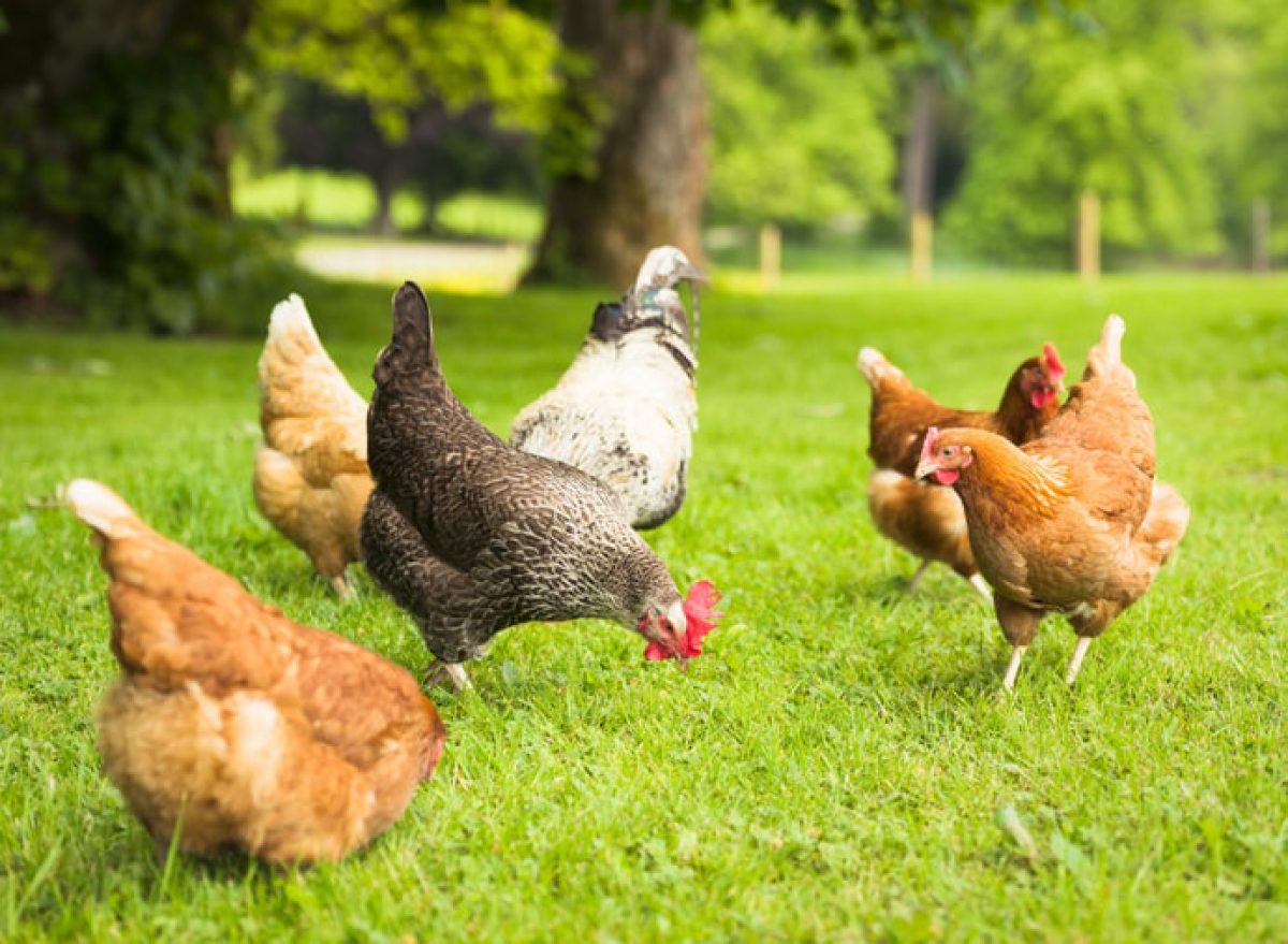 Domestic chickens