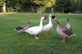Domestic geese