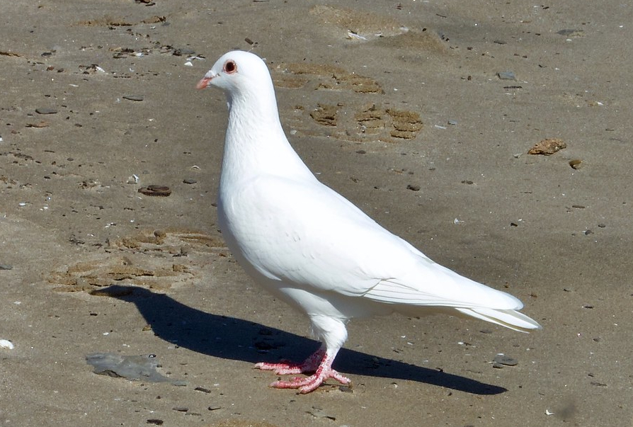 Domestic white pigeon