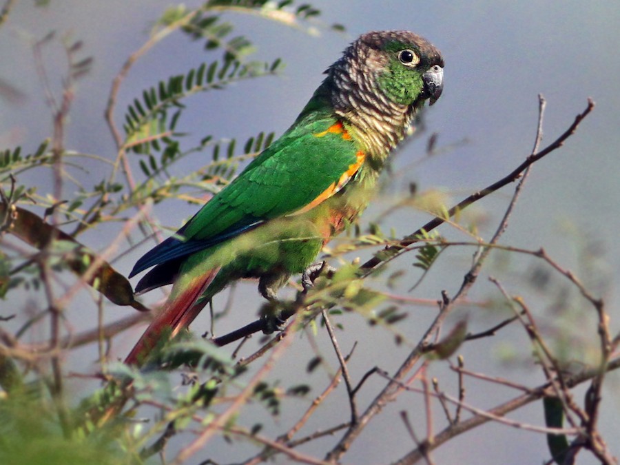 Green Cheek Parakeet