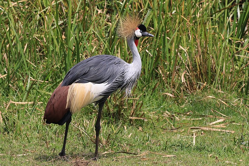 Crested Crane