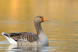 Greylag geese