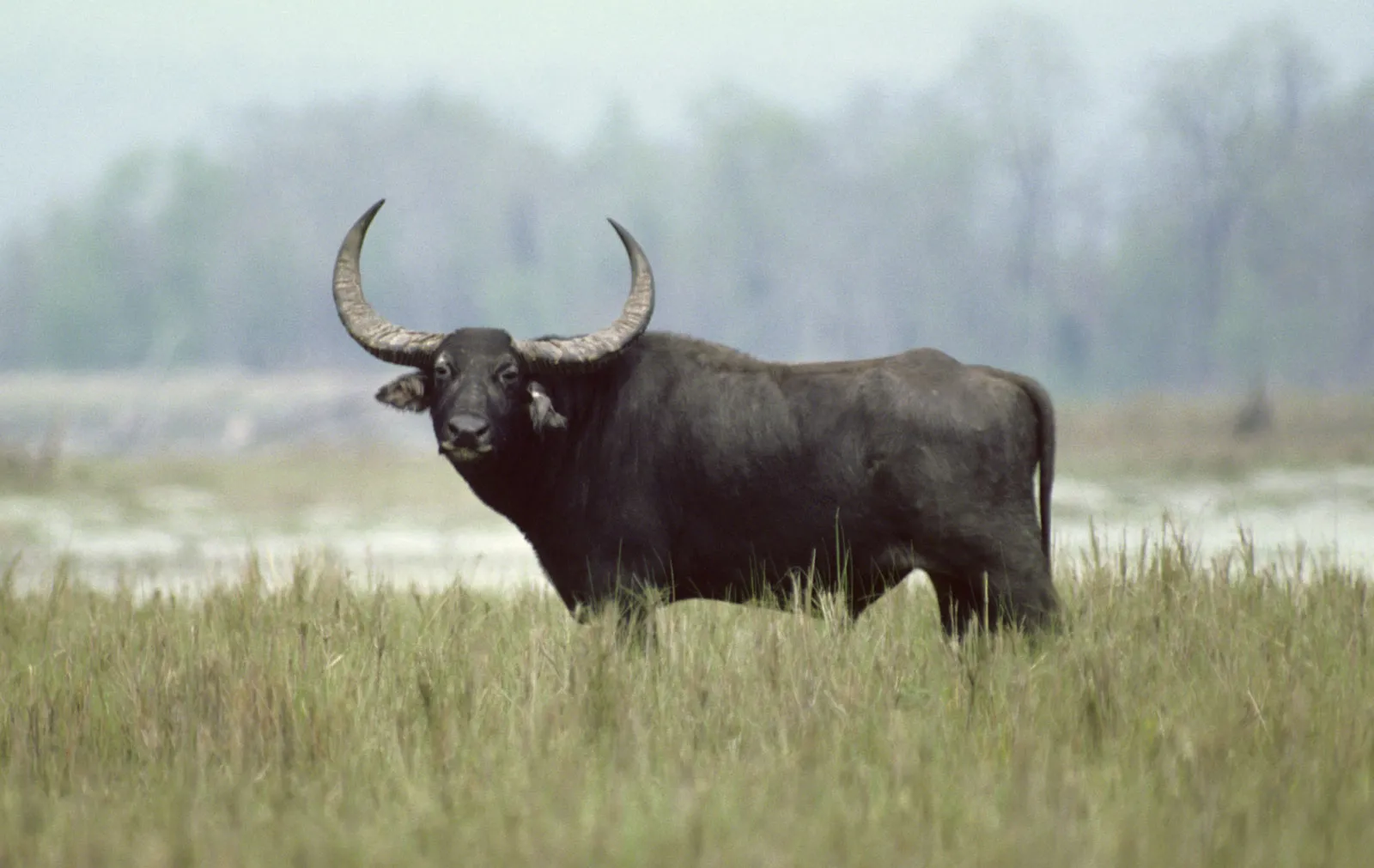 Indian Water Buffalo