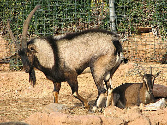 Levant goat 