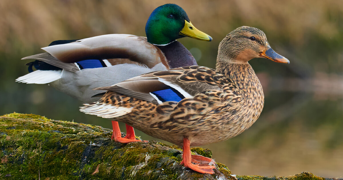 Mallard ducks