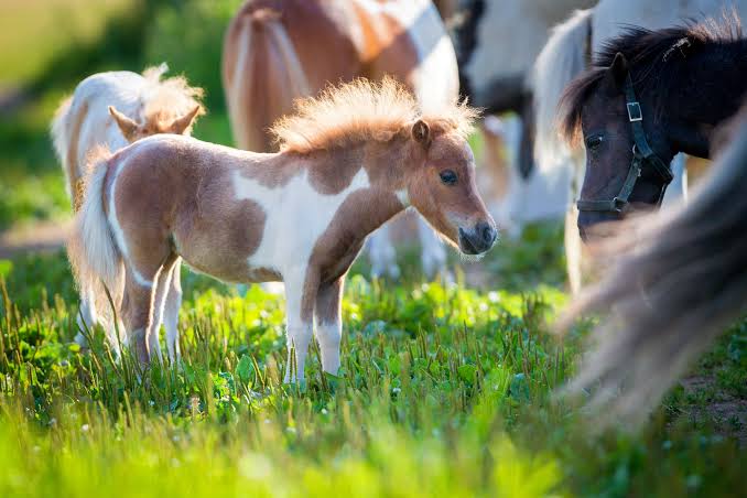 Miniture  horses