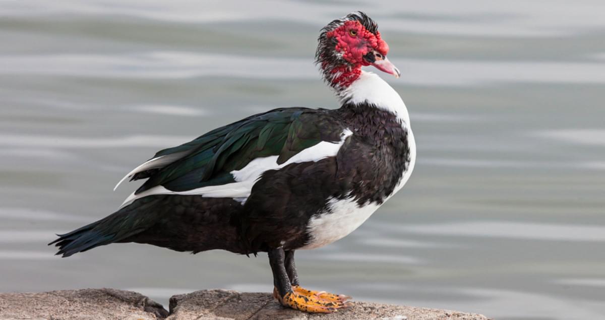 Muscovy ducks