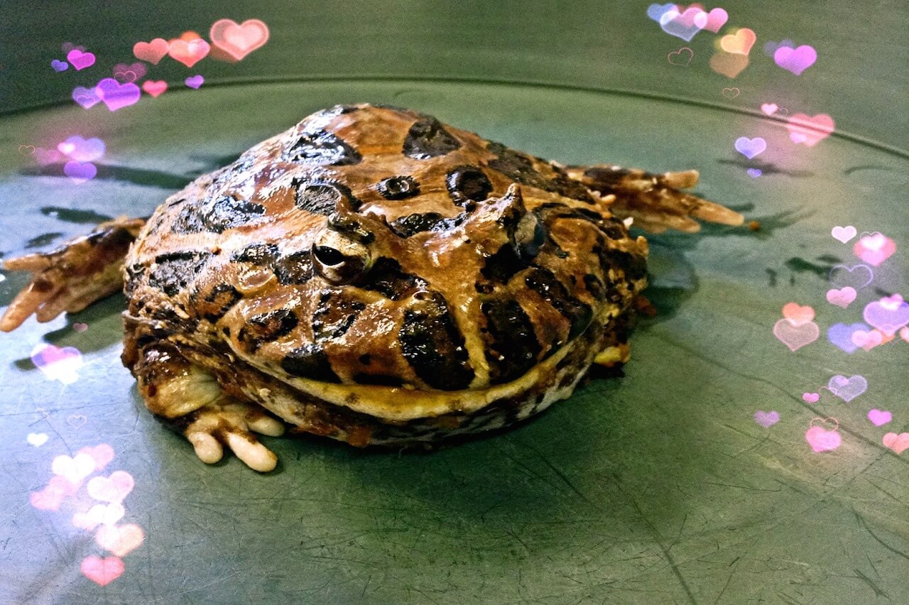 Ornate Horned frog