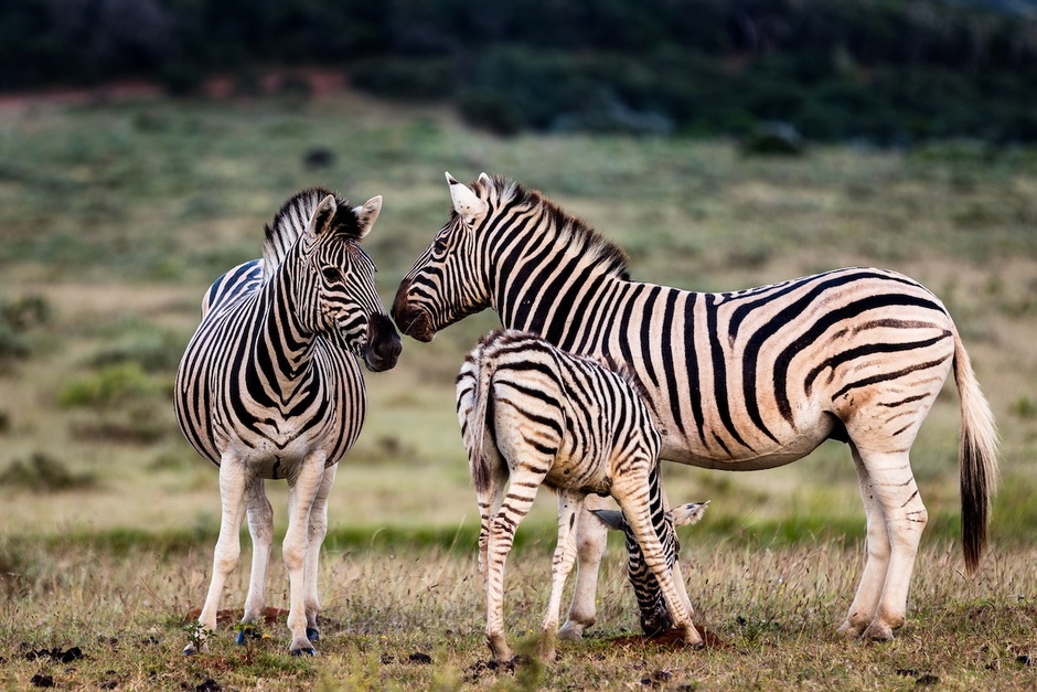 Plains Zebra