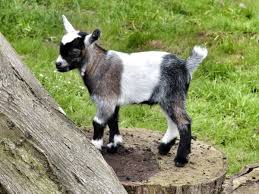 Pygmy goat
