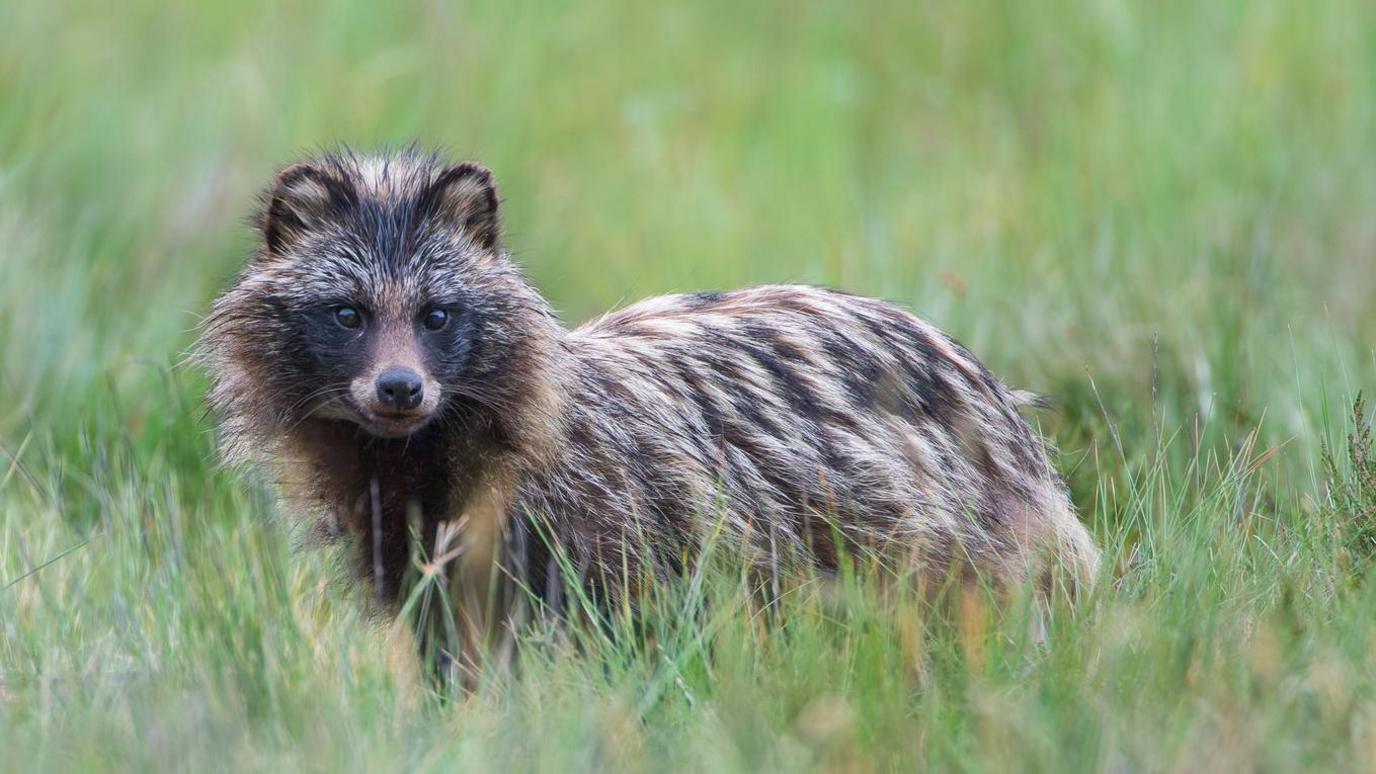 Racoon Dog