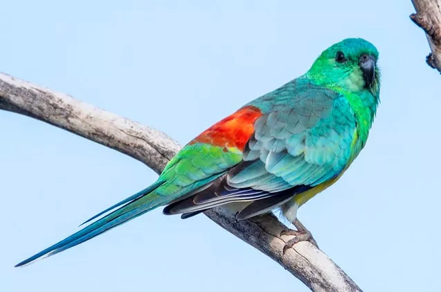 Red-rumped parrot