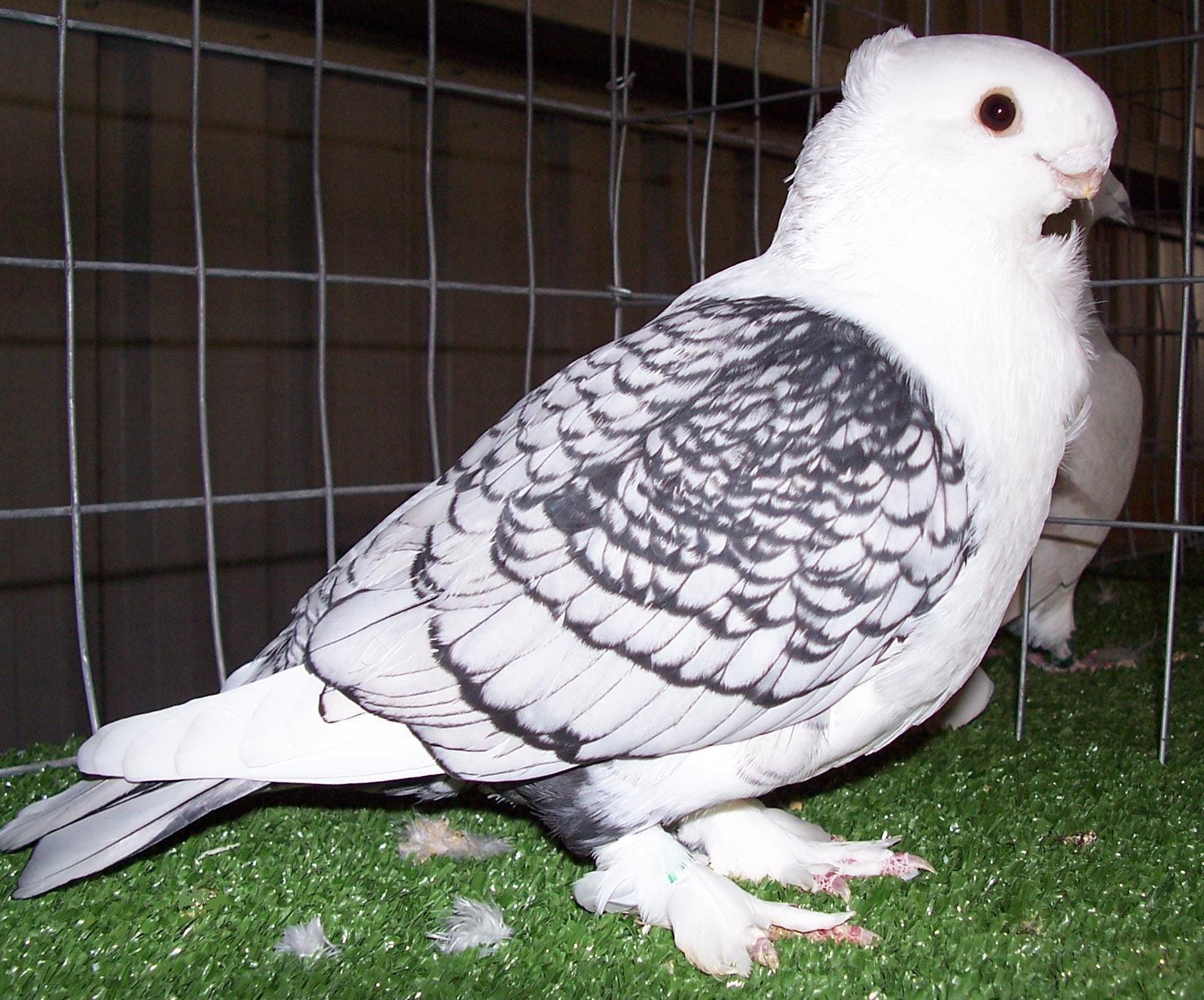Satinette pigeon