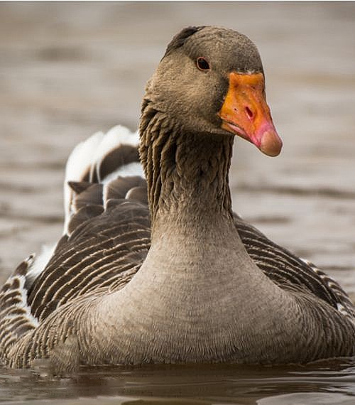 Toulouse Geese