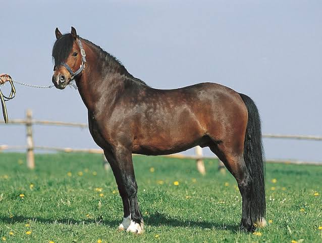 Welsh Ponies