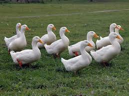 White Peking ducks
