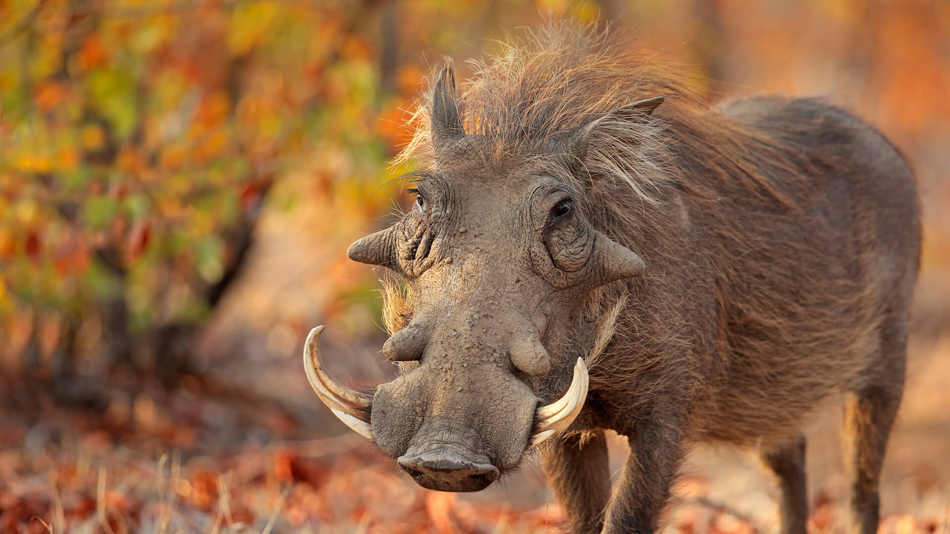 Common Warthog