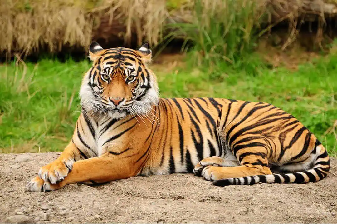 Bengal Tiger