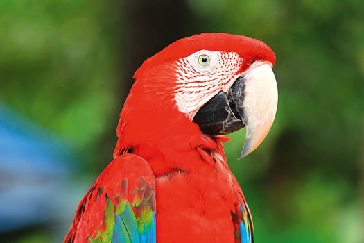 Green Wing Macaw
