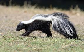 Striped Skunk
