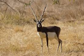 Indian Black Buck