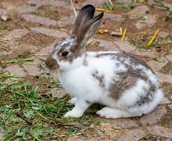 Domestic rabbits un spec 