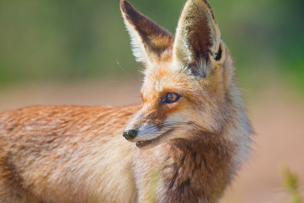 Arabian Fox