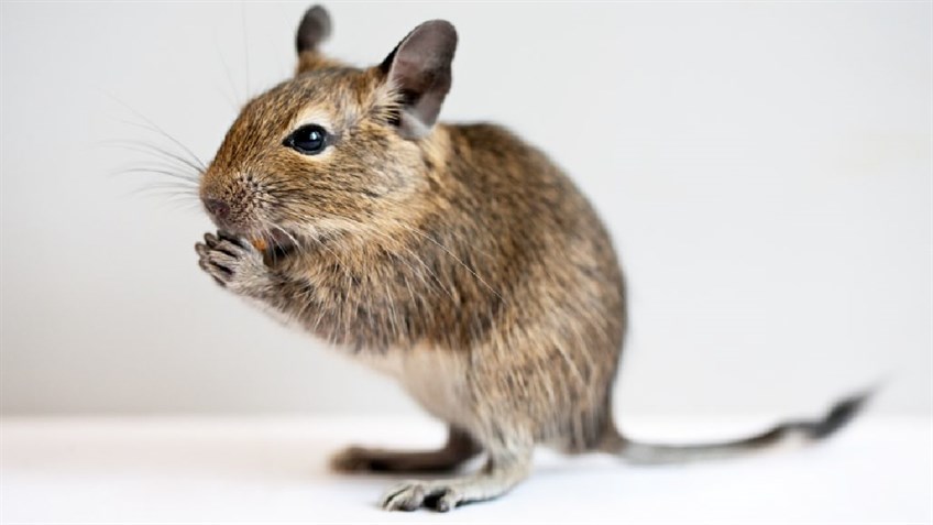 Degu rats