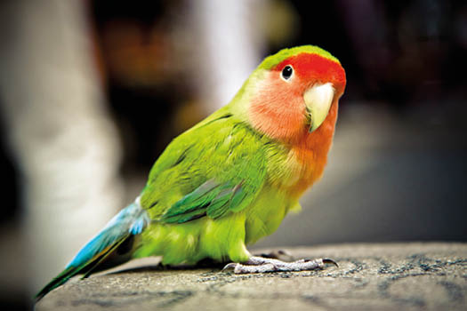 Peachfaced  Lovebird