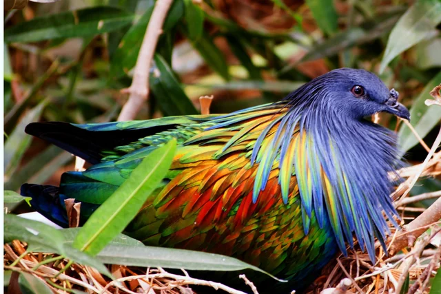 Nicobar Pigeon