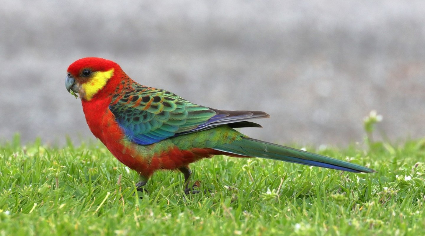 western rosella