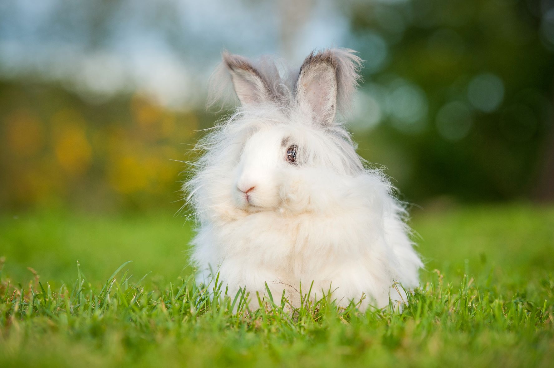 Angora rabbit