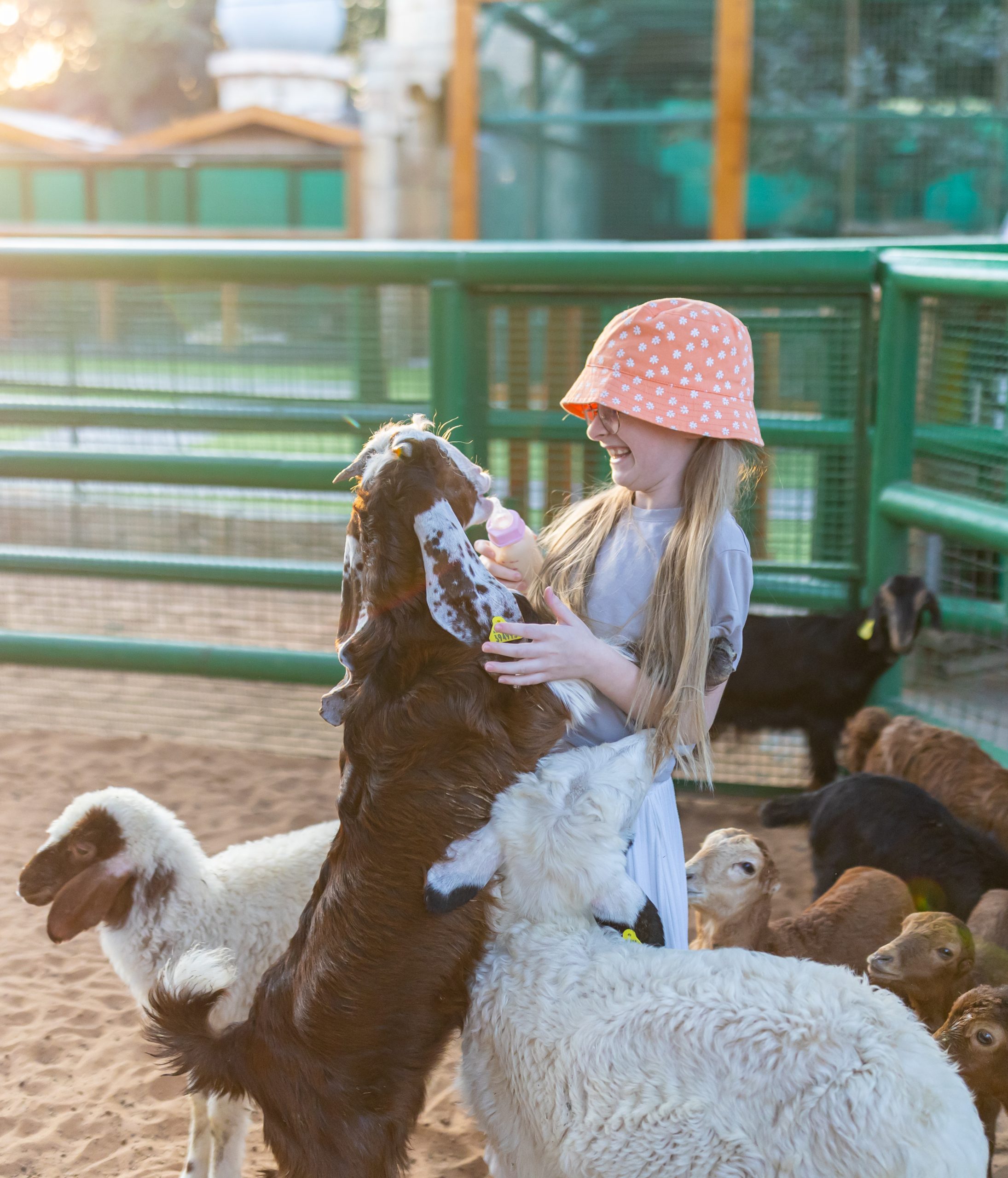 Baby Goat Feeding