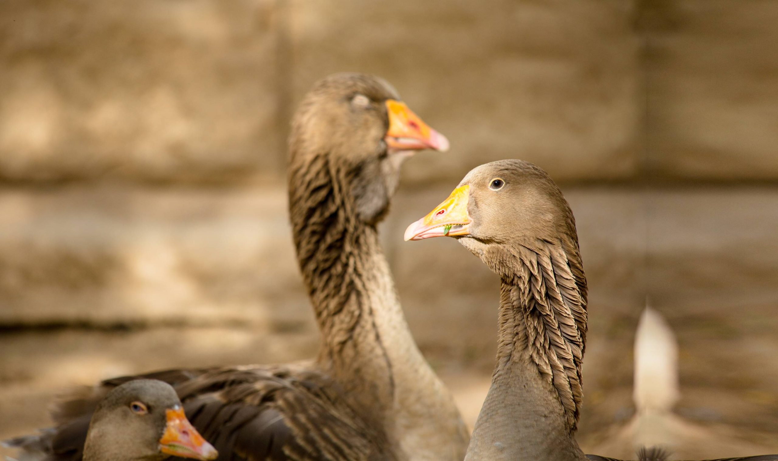 Goose
