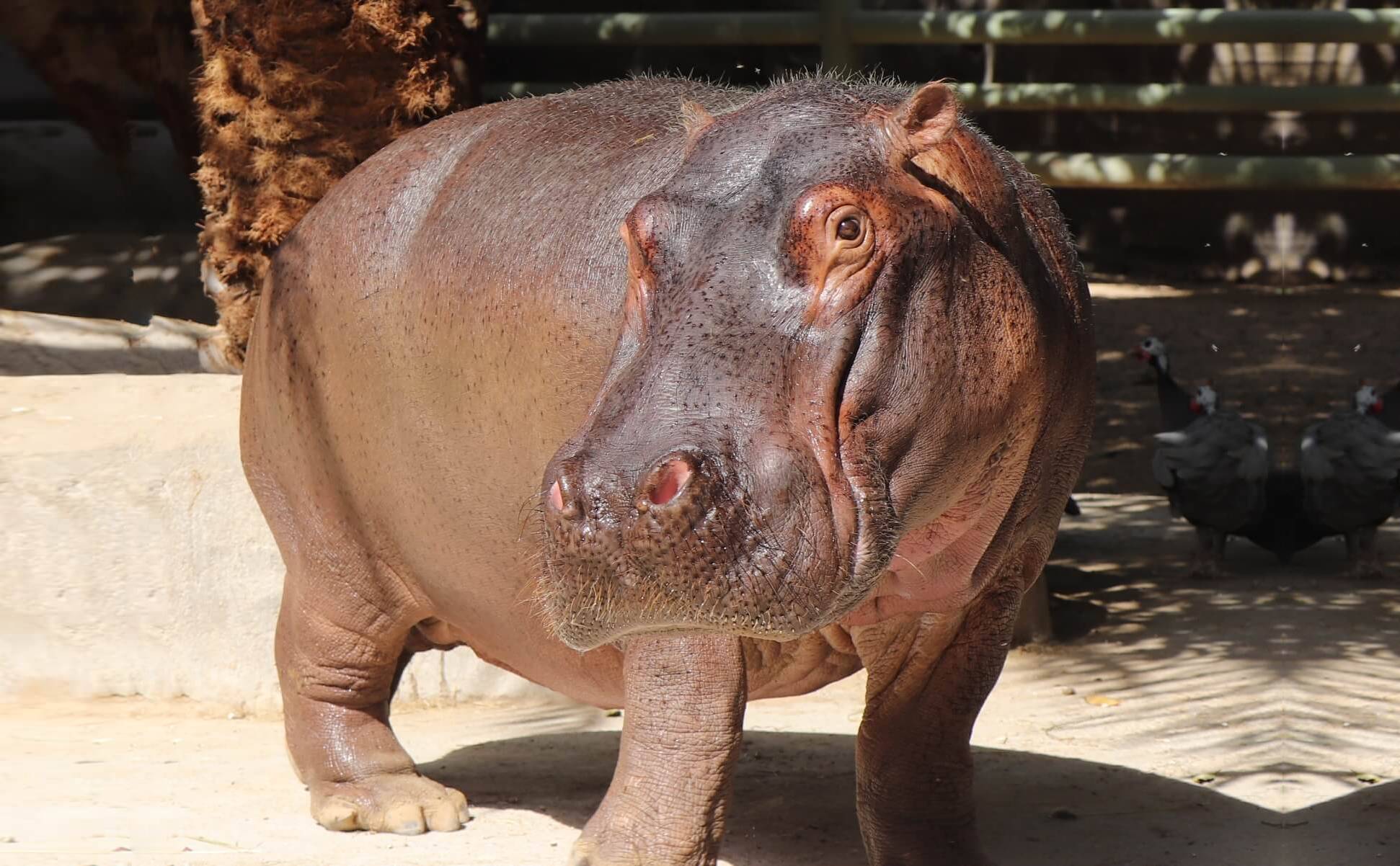 Hippopotamus