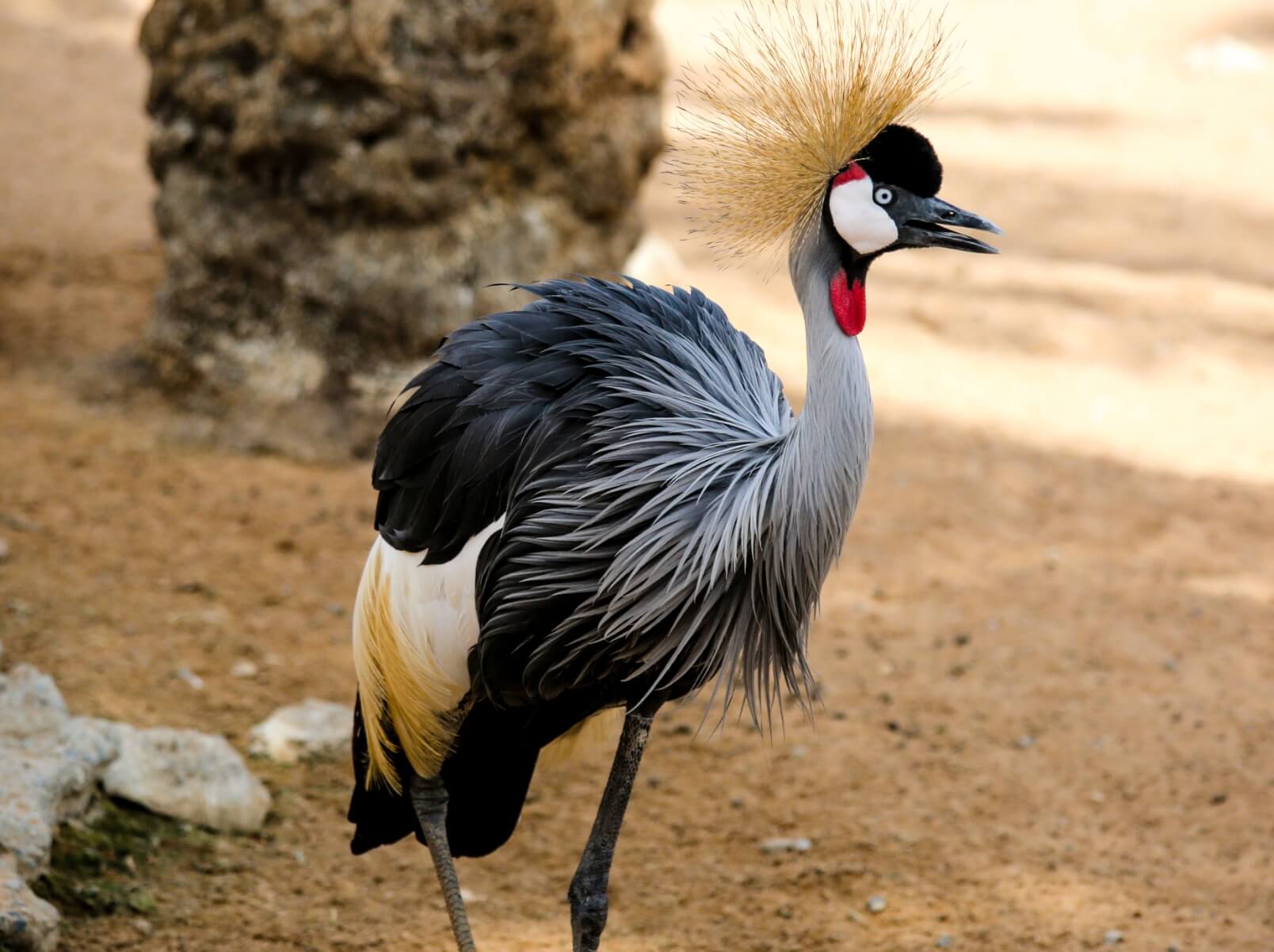 Crowned Crane