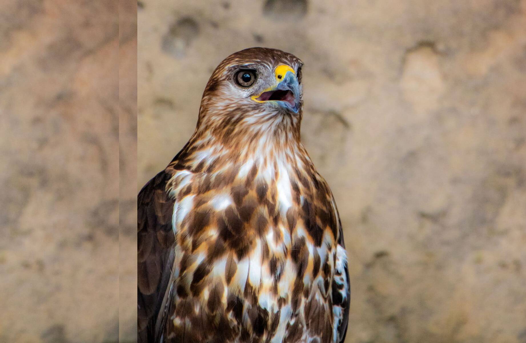 Hawk