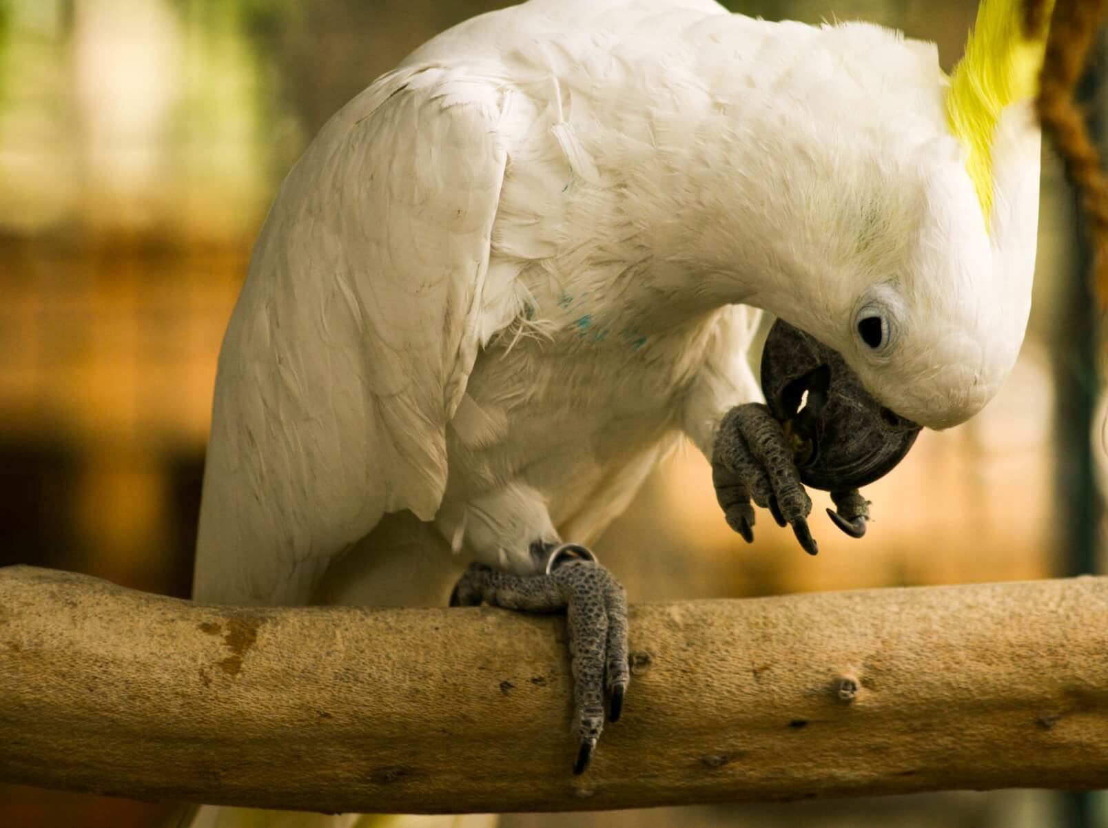 Parrot