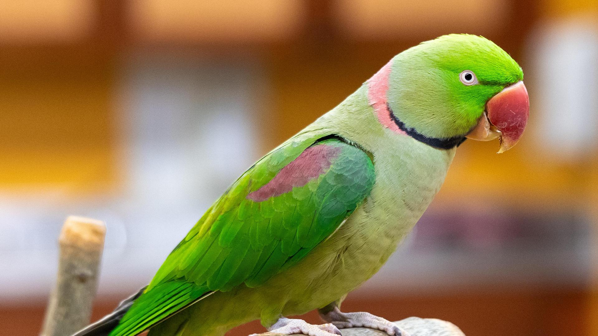 Alexandrine Parakeet