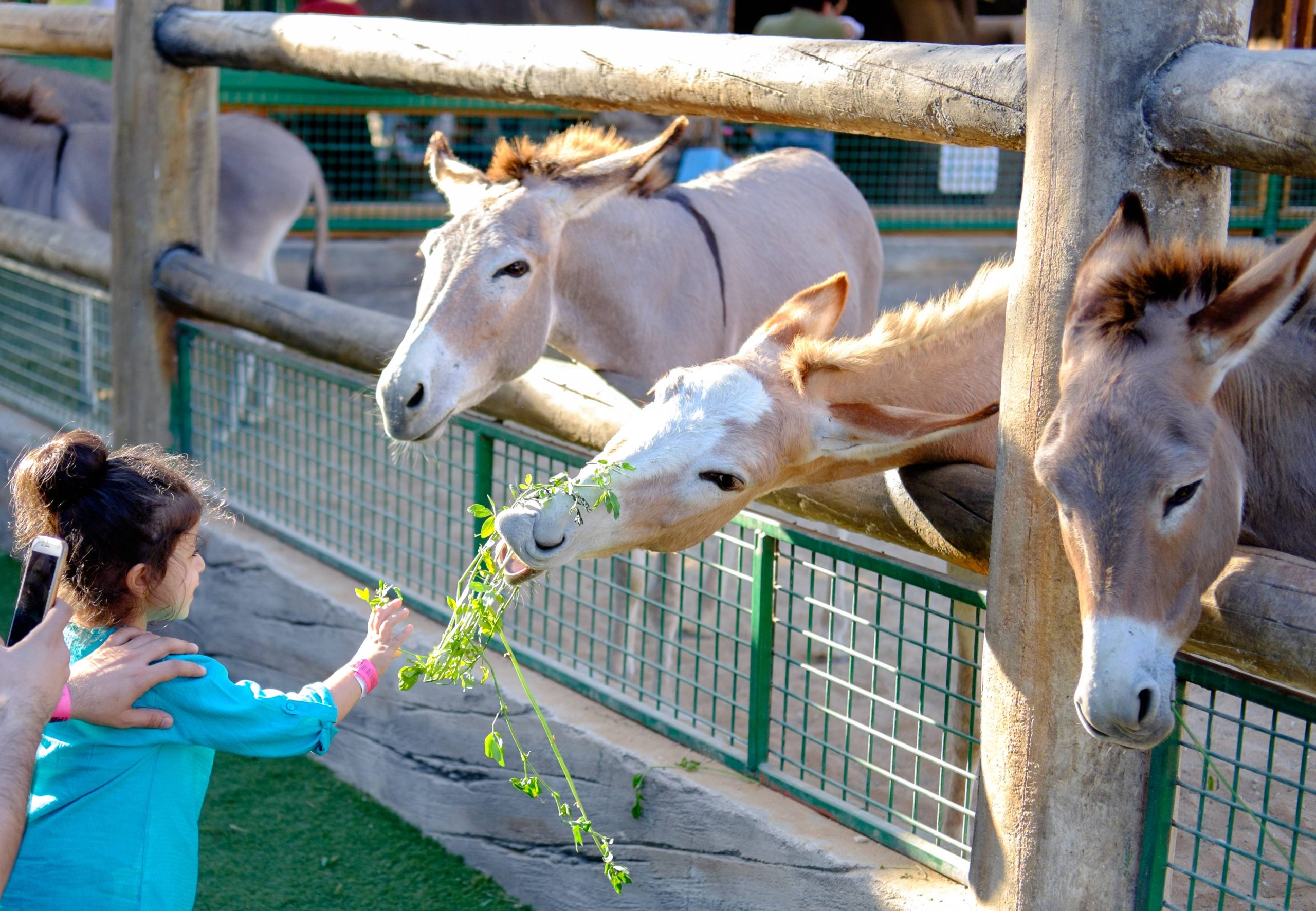 Donkey