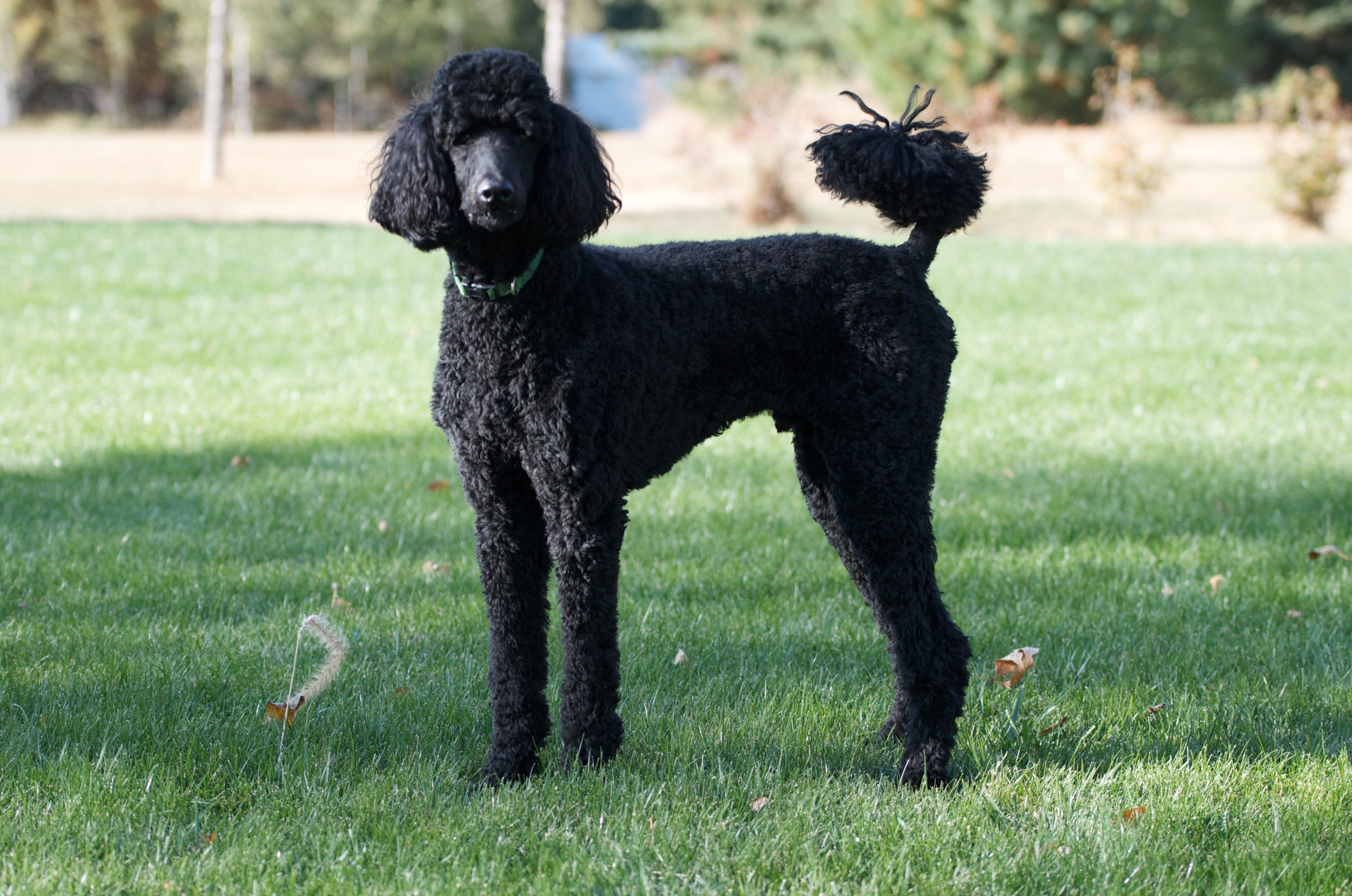 Domestic Poodle