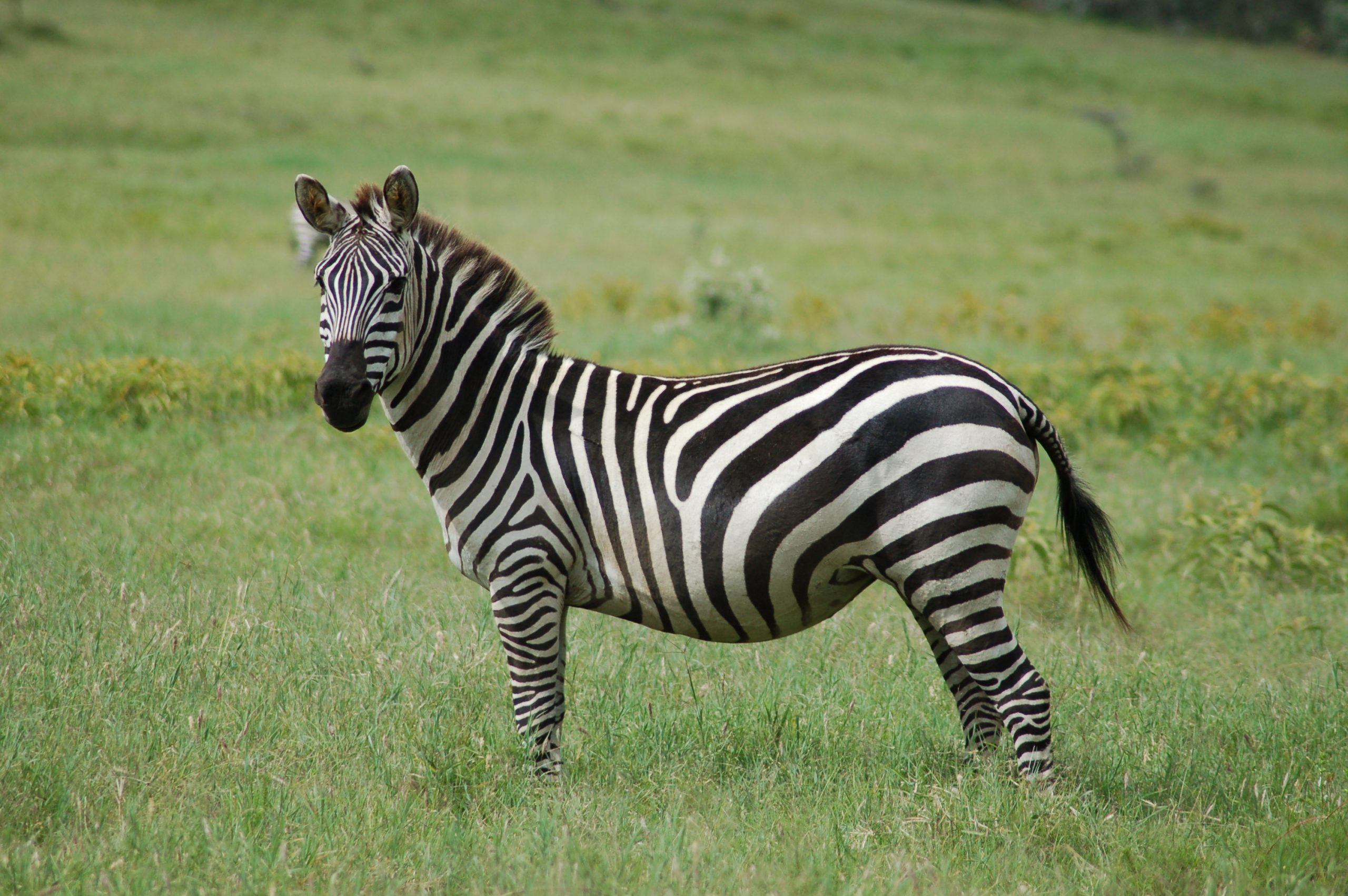 Grants Zebra