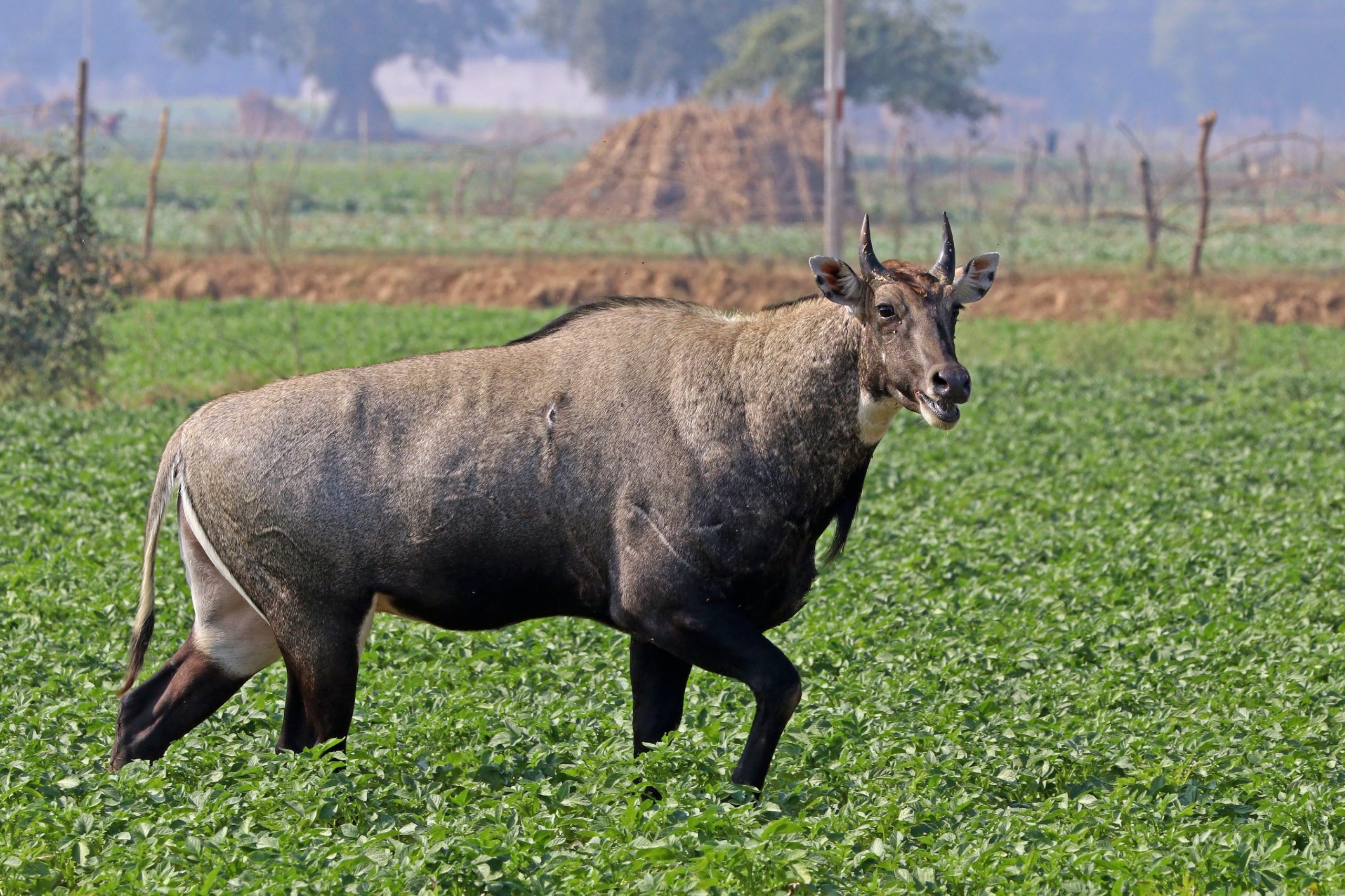 Nilgai- Blue Cows