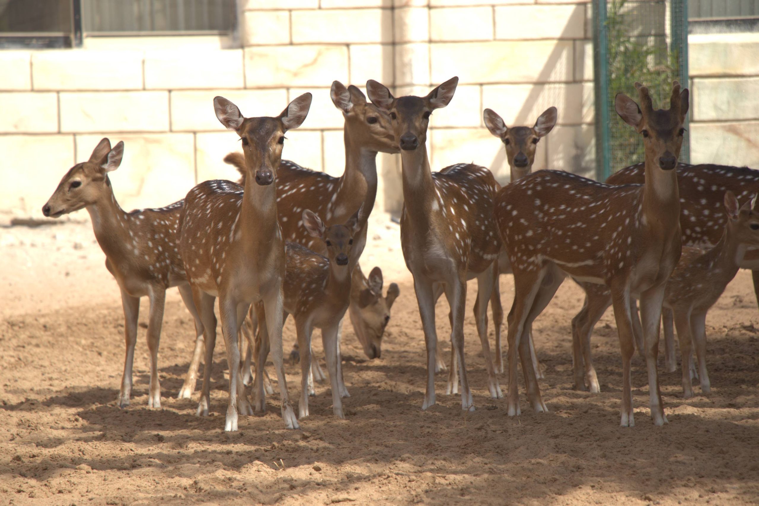 Deer